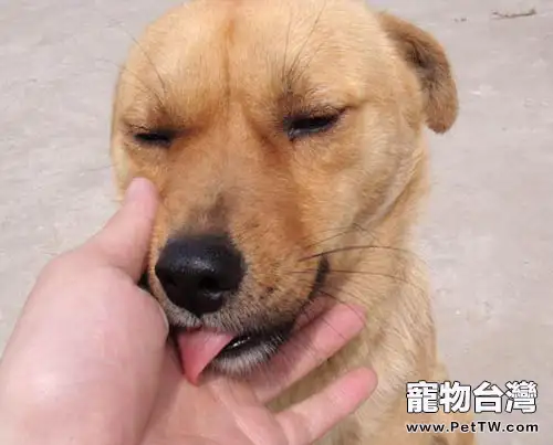 中華田園犬是什麼樣的犬