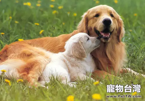 狗狗的發情週期特點(1圖)-寵物台灣
