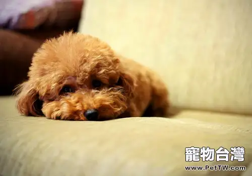 孕婦被狗咬該怎麼辦(共2張圖片)-寵物台灣