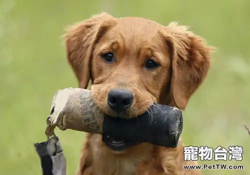 10天觀測法可排除狂犬病？