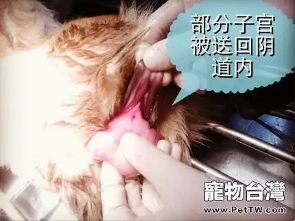 一例典型犬子宮脫出病例的解析