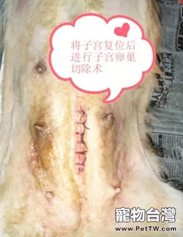 一例典型犬子宮脫出病例的解析