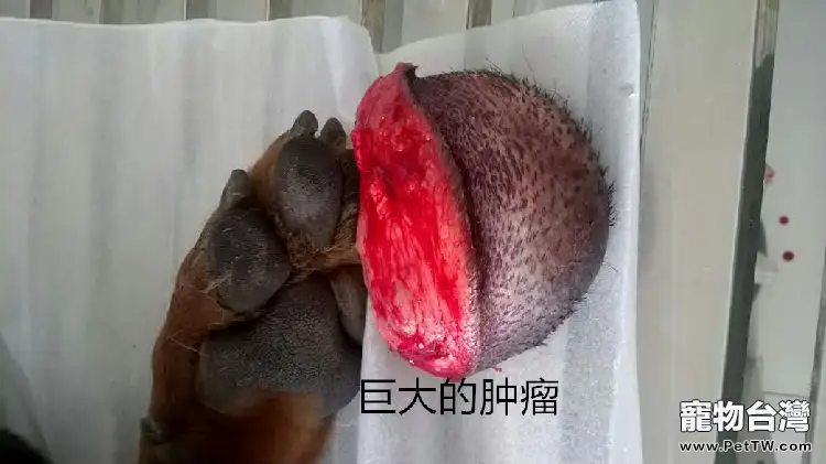 德國牧羊犬的腫瘤案例