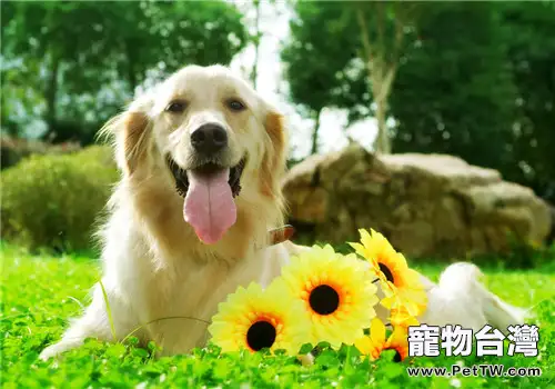 狗狗保健品之維生素的補充要點