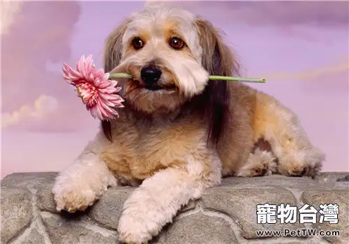 犬的零食應該如何挑選及餵食