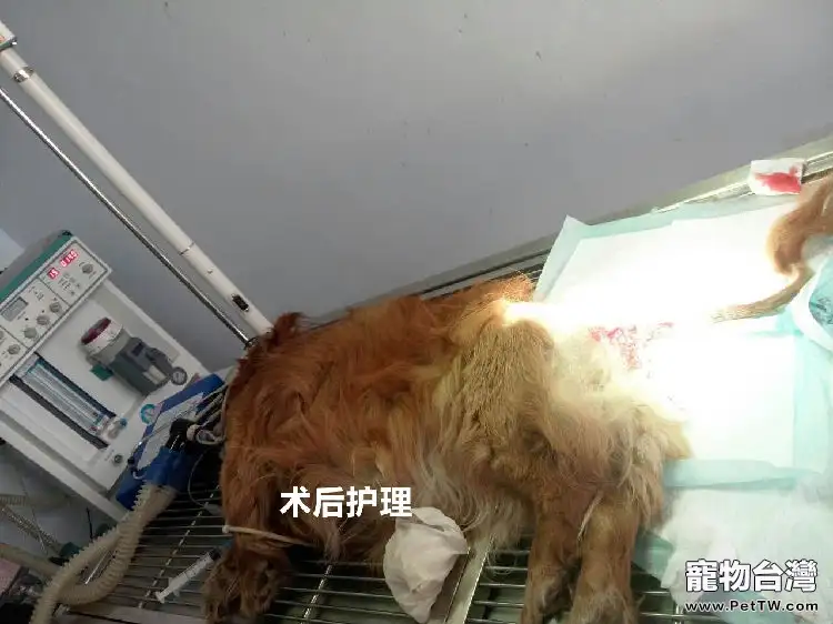 犬的肛周疾病