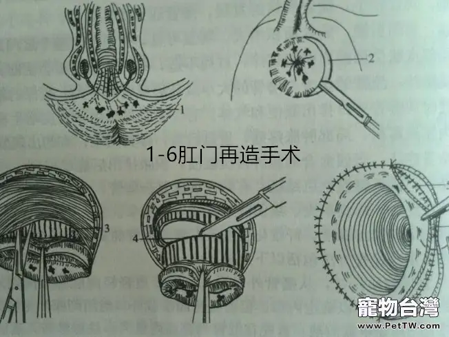 犬的肛周疾病