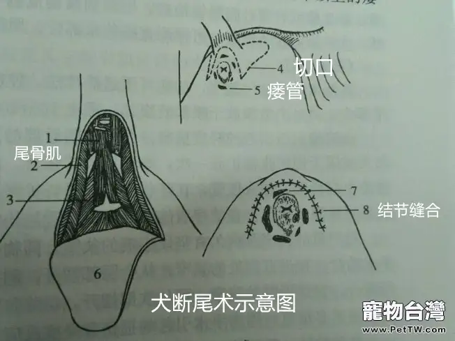 犬的肛周疾病