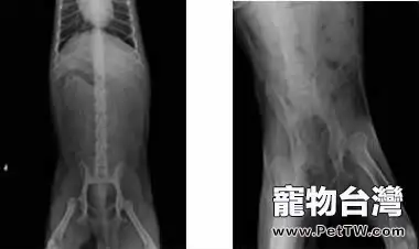 犬髖關節發育不良的診斷與治療