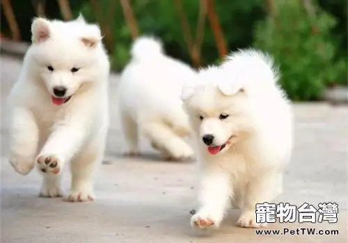 薩摩耶流眼淚的原因和解決方法(1圖)-寵物台灣