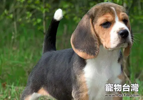 如何選購一隻上等的小獵犬？