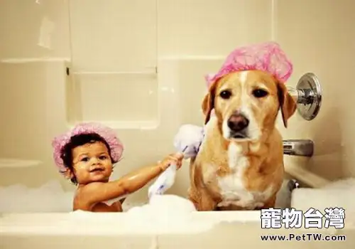 狗狗不宜洗澡的6種情況(1圖)-寵物台灣