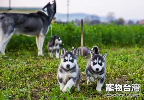 體味最輕的狗狗前五名