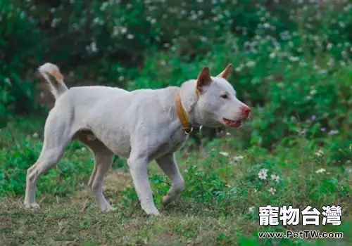 排名世界第三的中華名獵——下司犬