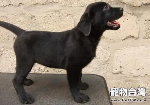 拉布拉多需要驅蟲嗎?(1圖)-寵物台灣