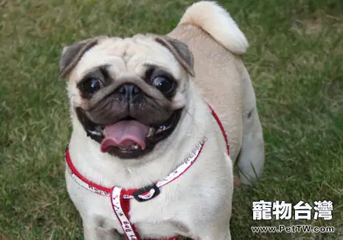 成年的八哥犬該怎麼餵食？