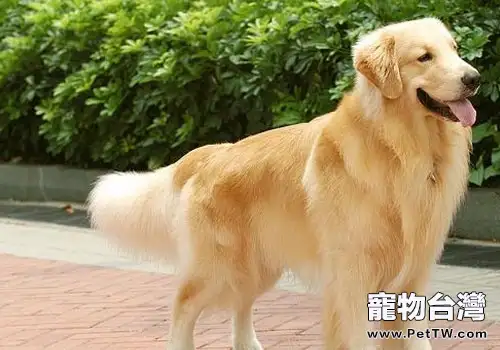 黃金獵犬的奶粉怎麼選擇？