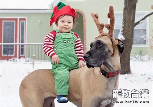 世界最大的狗,巨大的丹麥犬——大丹犬(1圖)-寵物台灣