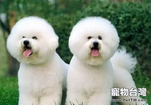 怎麼給比熊進行保健?(1圖)-寵物台灣