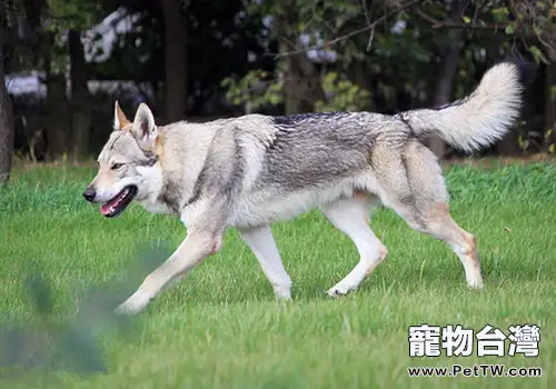 狼的外貌，狗的性格——捷克狼犬