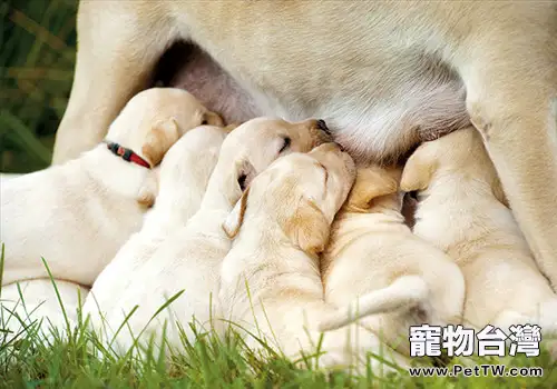 狗狗懷孕的徵兆和注意事項(1圖)-寵物台灣