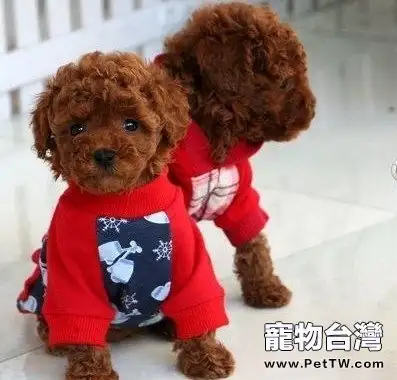 茶杯泰迪犬其實並不難養