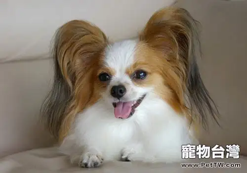 蝴蝶犬幼犬該怎麼養？