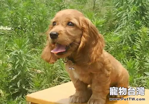 可卡犬多少錢一隻？