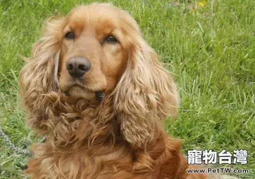 掌握以下幾點，教你選到完美可卡犬！