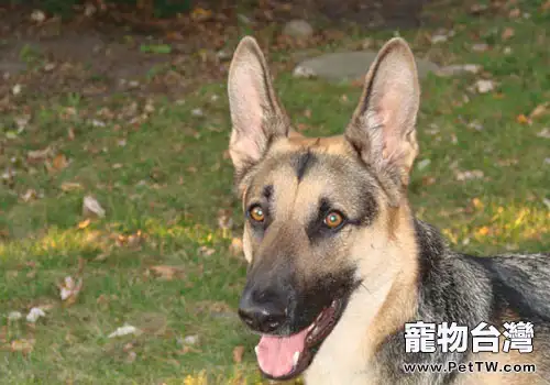 怎麼訓練德國牧羊犬定點排便?(1圖)-寵物台灣