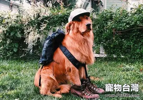 帶上狗狗旅行的注意事項(1圖)-寵物台灣