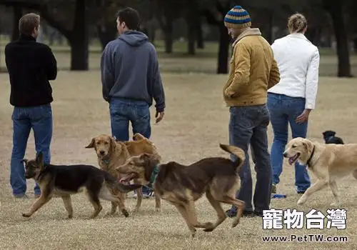 養狗的四大誤區