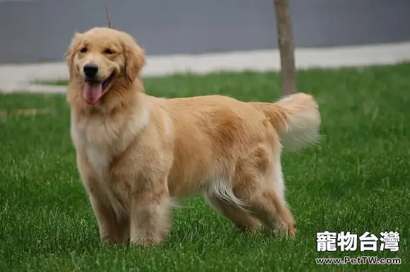 金毛與金毛尋回犬，以及金毛獵犬有什麼區別