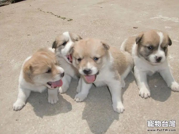 新生幼犬如何科學護理