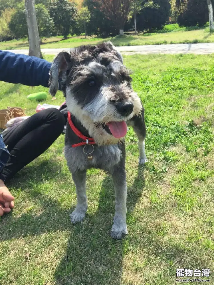 新手如何挑選雪納瑞幼犬?