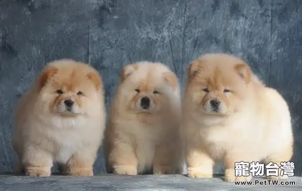 松獅狗狗的價格是多少呀?純種松獅又是多少錢呢?(1圖)-寵物台灣