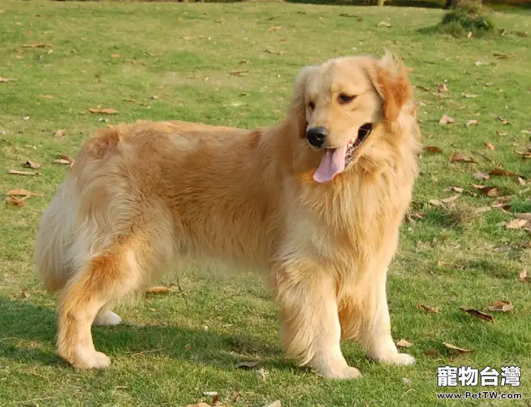 怎樣挑選辨別純種黃金獵犬(1圖)-寵物台灣