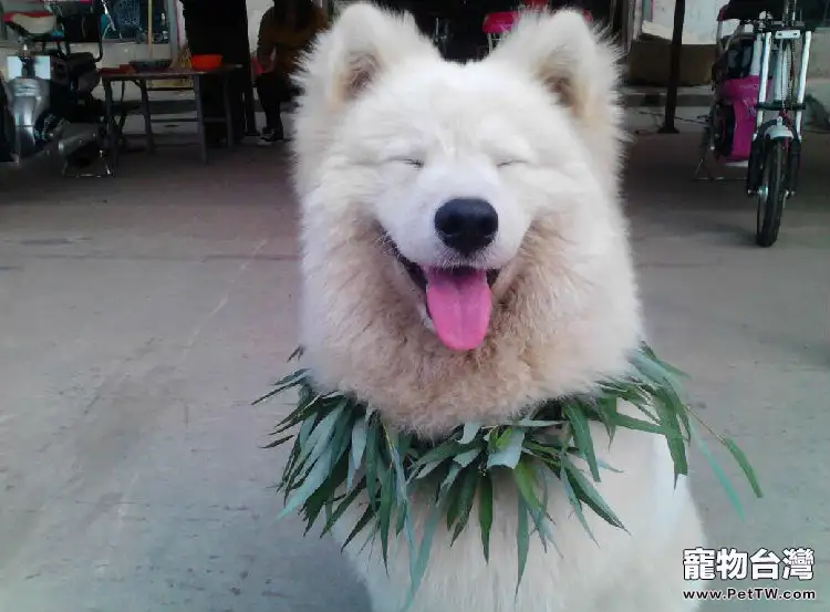 如何給薩摩耶自製狗糧0(1圖)-寵物台灣