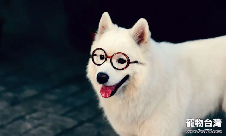 薩摩耶能吃肉嗎?只用肉喂薩摩耶狗好不好(1圖)-寵物台灣