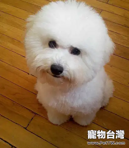 比熊 犬(卷毛比雄犬)得上產後低血鈣症怎麼辦(1圖)-寵物台灣