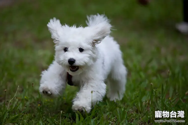 比熊 犬（卷毛比雄犬）細小病毒性腸炎的病因及治療方法