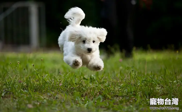 比熊 犬（卷毛比雄犬）拉肚子的四點食物原因