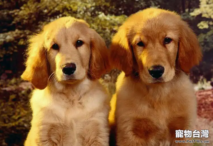 金毛狗身上都有什麼寄生蟲以及如何治療(1圖)-寵物台灣