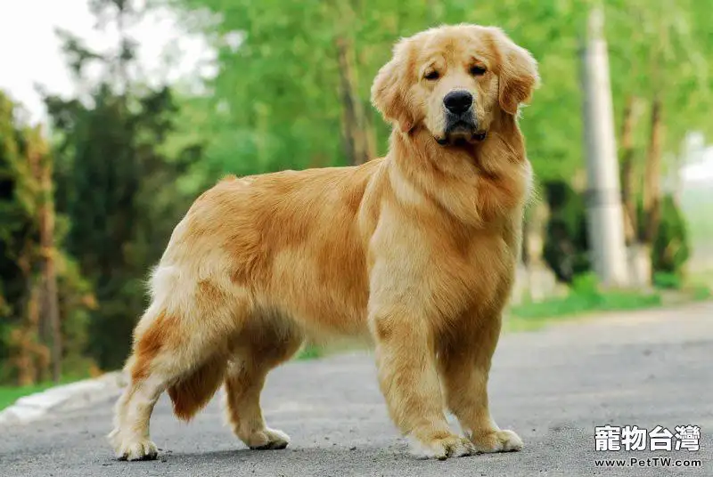 什麼是犬的尿路結石？狗狗得了尿結石怎麼辦