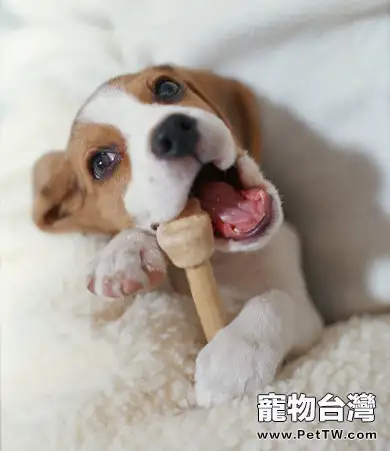 如何給小獵犬美容？小獵犬掉毛怎麼辦