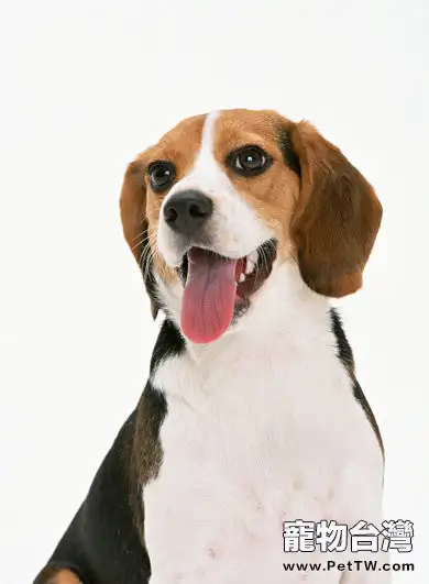 如何避免剛出生的幼犬夭折(1圖)-寵物台灣