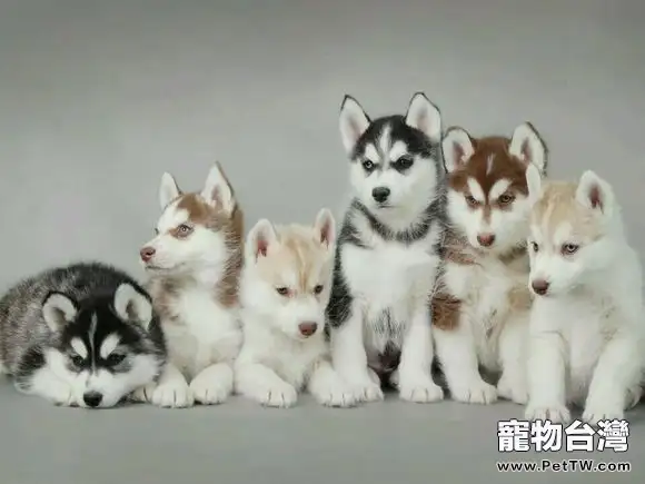 哈士奇總愛流哈喇子怎麼辦(1圖)-寵物台灣