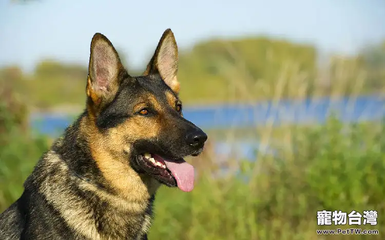 如何訓練德國牧羊犬的依賴性