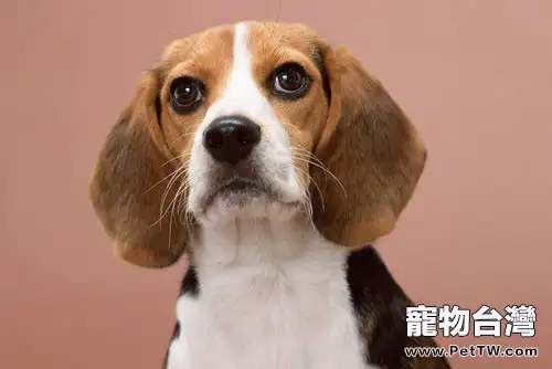 小獵犬會掉毛嗎