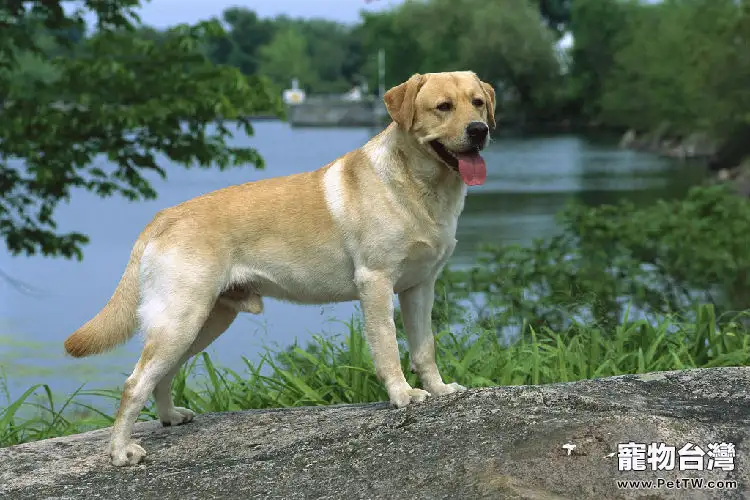 包紮拉布拉多尾巴的傷口(1圖)-寵物台灣